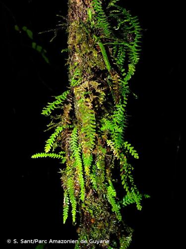 <i>Lellingeria suspensa</i> (L.) A.R.Sm. & R.C.Moran, 1991 © S. Sant/Parc Amazonien de Guyane