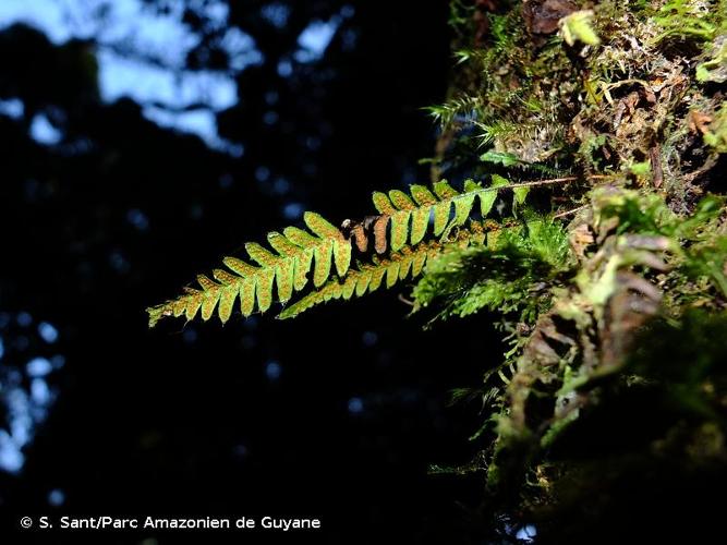 <i>Terpsichore staheliana</i> (Posth.) A.R.Sm., 1993 © S. Sant/Parc Amazonien de Guyane