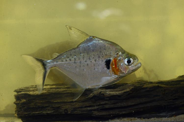 Serrasalmus eigenmanni (Gros Saut sur le Grand Abounami, Papaïchton, 2020) © F. Melki/Fondation Biotope