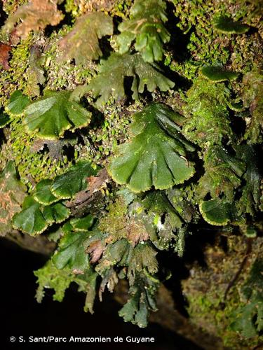 <i>Didymoglossum membranaceum</i> (L.) Vareschi, 1969 © S. Sant/Parc Amazonien de Guyane