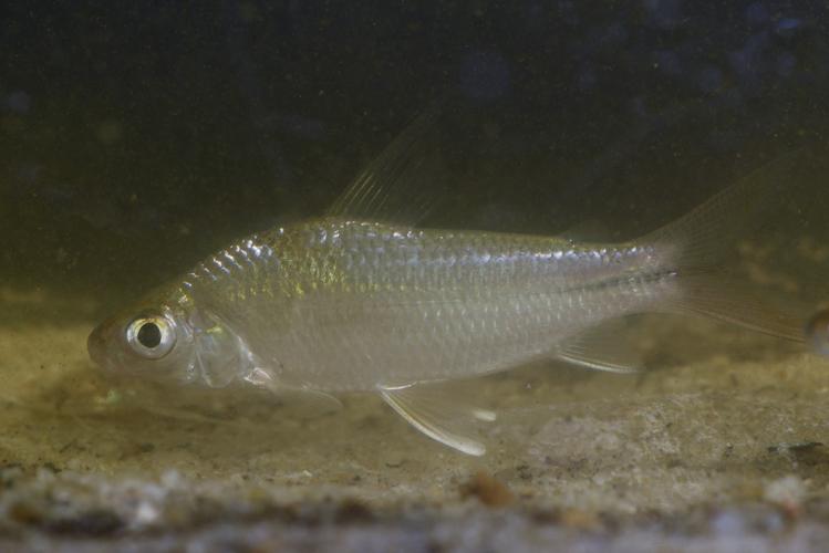 Steindachnerina varii (Gros Saut sur le Grand Abounami, Papaïchton, 2020) © F. Melki/Fondation Biotope