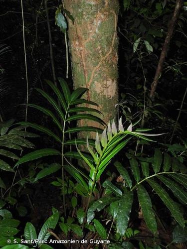 <i>Danaea nigrescens</i> Jenman, 1898 © S. Sant/Parc Amazonien de Guyane