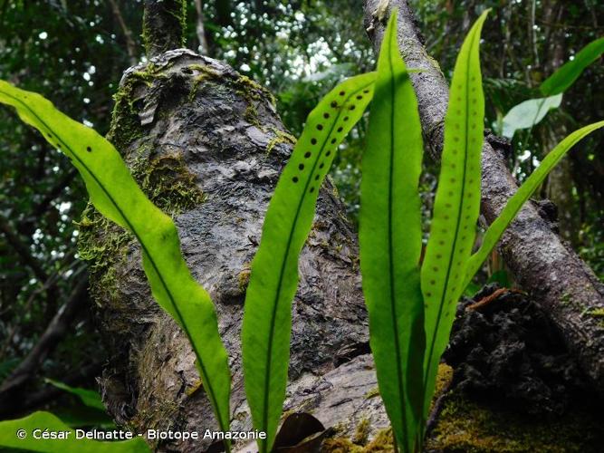 <i>Microgramma percussa</i> (Cav.) de la Sota, 1986 © César Delnatte - Biotope Amazonie