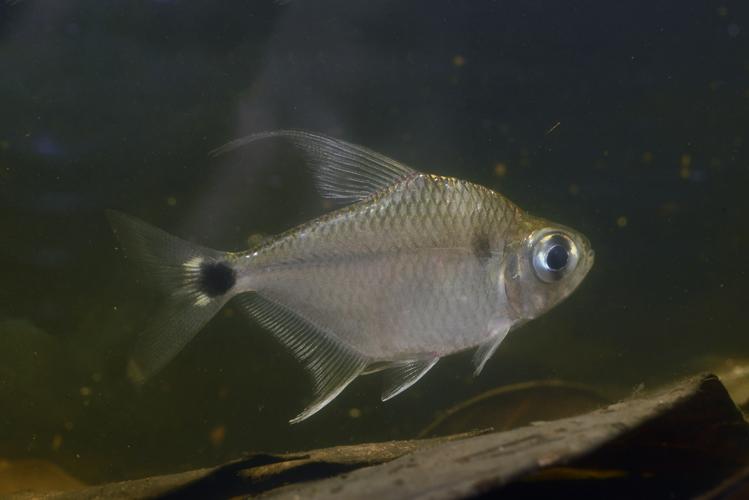 Tetragonopterus chalceus (Gros Saut sur le Grand Abounami, Papaïchton, 2020) © F. Melki/Fondation Biotope