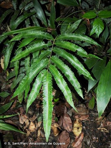 <i>Goniopteris pennata</i> (Poir.) Pic.Serm., 1977 © S. Sant/Parc Amazonien de Guyane