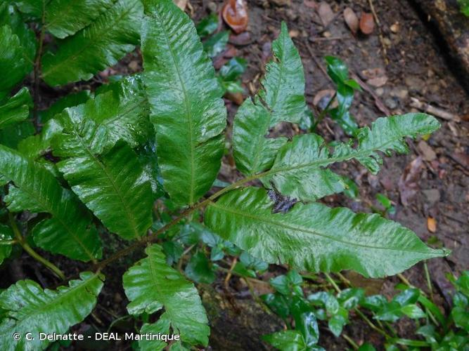 <i>Goniopteris poiteana</i> (Bory) Ching, 1940 © C. Delnatte - DEAL Martinique