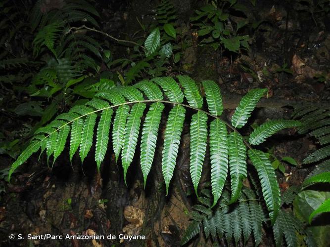 <i>Steiropteris glandulosa</i> (Desv.) Pic.Serm., 1973 © S. Sant/Parc Amazonien de Guyane