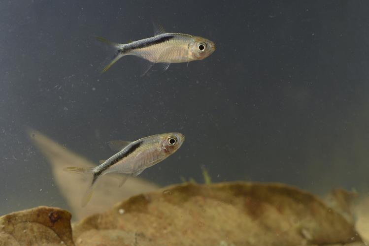 Thayeria ifati (Gros Saut sur le Grand Abounami, Papaïchton, 2020) © F. Melki/Fondation Biotope