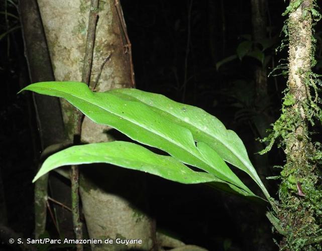 <i>Polytaenium guayanense</i> (Hieron.) Alston, 1932 © S. Sant/Parc Amazonien de Guyane