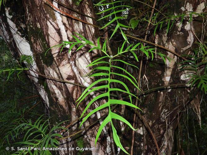 <i>Philodendron polypodioides</i> A.M.E.Jonker & Jonker, 1966 © S. Sant/ Parc Amazonien de Guyane