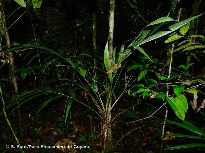 <i>Geonoma euspatha</i> Burret, 1930 © S. Sant/Parc Amazonien de Guyane