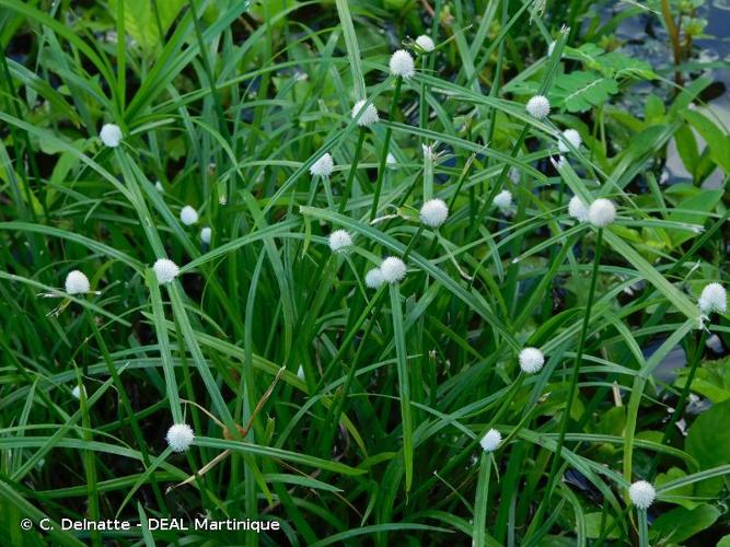 <i>Cyperus brevifolius</i> (Rottb.) Endl. ex Hassk., 1844 © C. Delnatte - DEAL Martinique