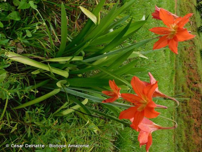 <i>Hippeastrum puniceum</i> (Lam.) Kuntze, 1891 © César Delnatte - Biotope Amazonie