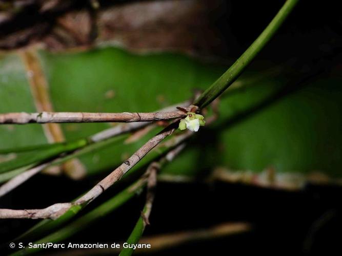 <i>Scaphyglottis reflexa</i> Lindl., 1839 © S. Sant/Parc Amazonien de Guyane