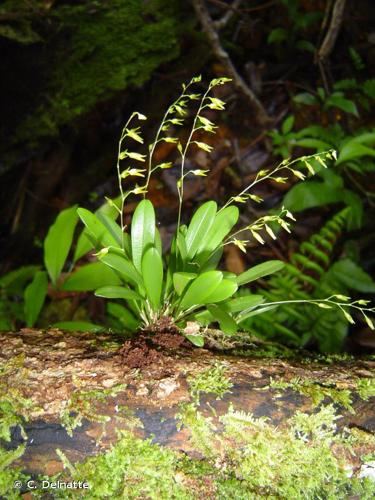 <i>Specklinia picta</i> (Lindl.) Pridgeon & M.W.Chase, 2001 © C. Delnatte