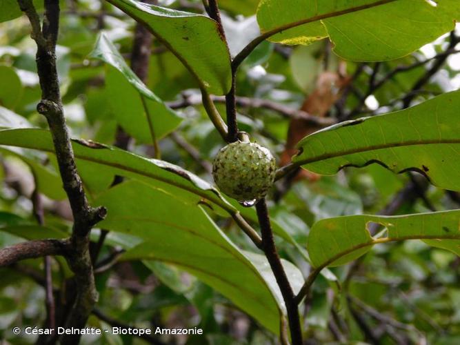 <i>Annona exsucca</i> DC., 1817 © César Delnatte - Biotope Amazonie