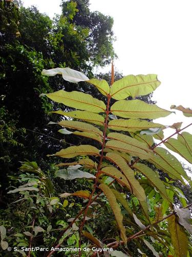 <i>Vismia reticulata</i> (Poir.) Choisy, 1821 © S. Sant/Parc Amazonien de Guyane