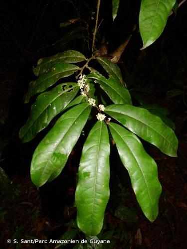 <i>Casearia bracteifera</i> Sagot, 1882 © S. Sant/Parc Amazonien de Guyane