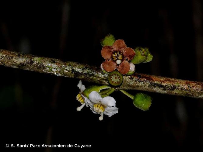 <i>Bellucia mespiloides</i> (Miq.) J.F.Macbr., 1941 © S. Sant/ Parc Amazonien de Guyane