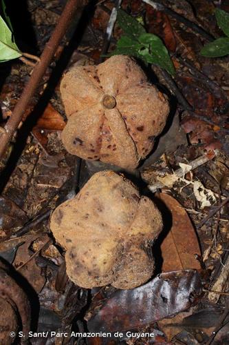 <i>Carapa surinamensis</i> Miq., 1851 © S. Sant/ Parc Amazonien de Guyane