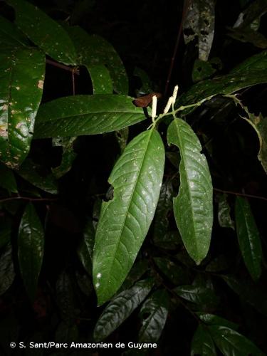 <i>Piper citrifolium</i> Lam., 1791 © S. Sant/Parc Amazonien de Guyane