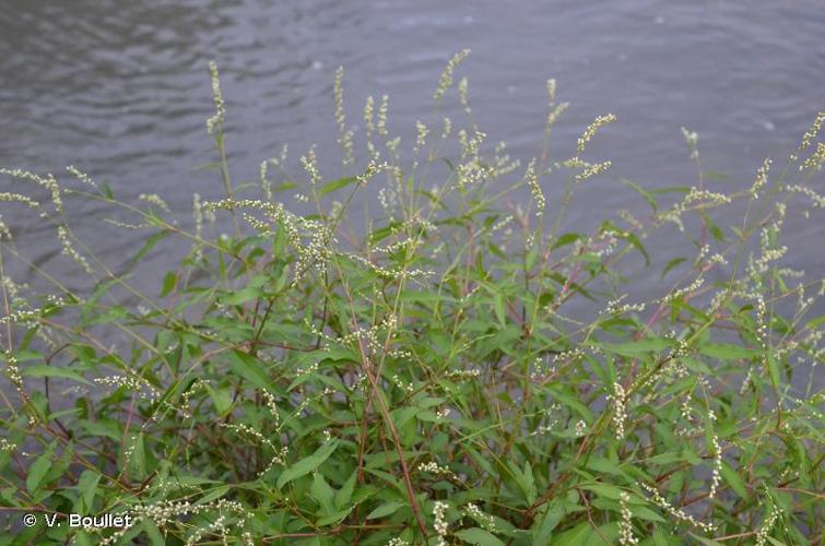 <i>Persicaria punctata</i> (Elliott) Small, 1903 © V. Boullet