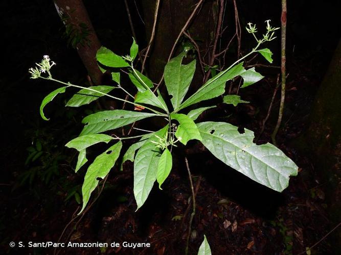 <i>Appunia brachycalyx</i> (Bremek.) Steyerm., 1967 © S. Sant/Parc Amazonien de Guyane