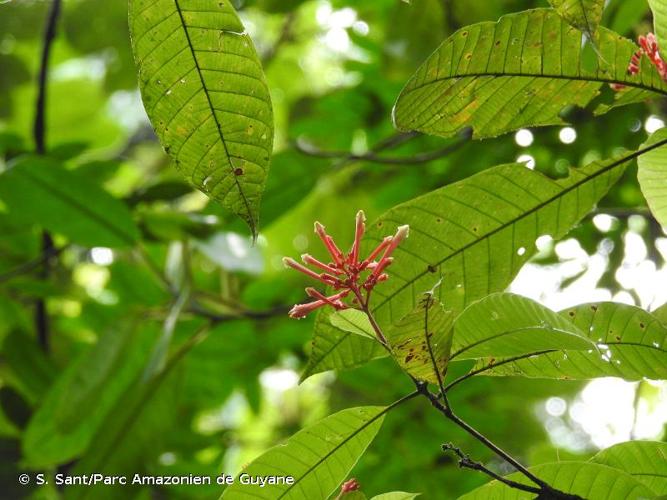 <i>Isertia pterantha</i> Bremek., 1957 © S. Sant/Parc Amazonien de Guyane