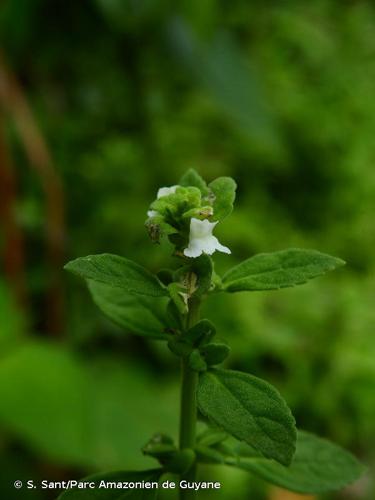 <i>Matourea pratensis</i> Aubl., 1775 © S. Sant/Parc Amazonien de Guyane