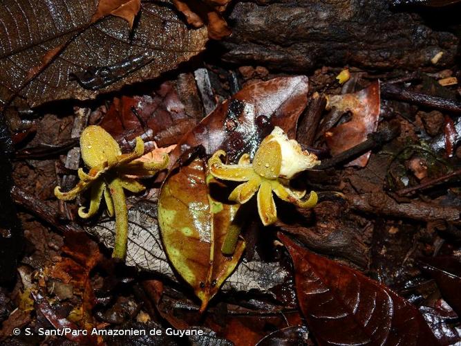 <i>Luehea speciosa</i> Willd., 1801 © S. Sant/Parc Amazonien de Guyane