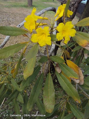 <i>Handroanthus serratifolius</i> (Vahl) S.O.Grose, 2007 © C. Delnatte - DEAL Martinique