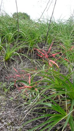 <i>Pitcairnia cremersii</i> Gouda, 2009 © G. Léotard