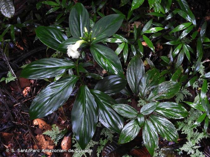 <i>Chamaecostus congestiflorus</i> (Rich. ex L.F.Gagnep.) C.D.Specht & D.W.Stev., 2006 © S. Sant/Parc Amazonien de Guyane