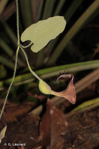 <i>Aristolochia leprieurii</i> Duch., 1864 © G. Léotard