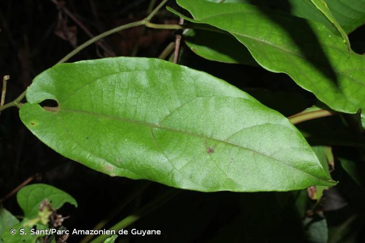 <i>Aristolochia paramaribensis</i> Duch., 1864 © S. Sant/Parc Amazonien de Guyane