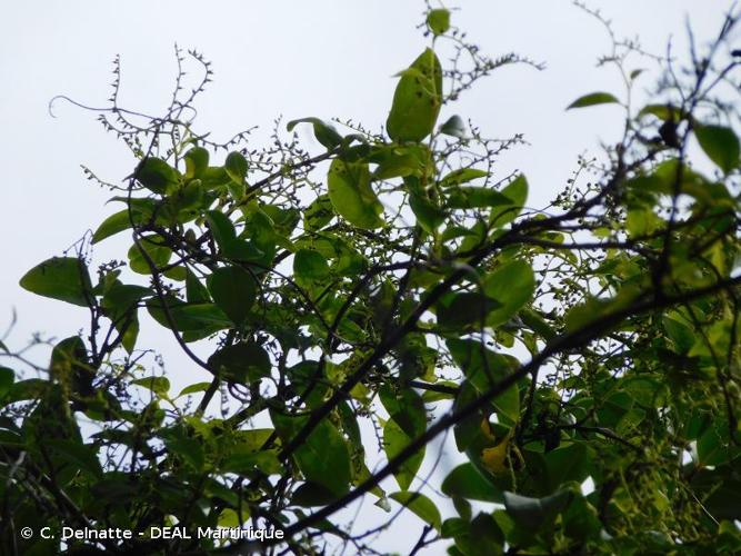 <i>Myriopus volubilis</i> (L.) Small, 1933 © C. Delnatte - DEAL Martinique