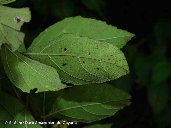 <i>Varronia schomburgkii</i> (DC.) Borhidi, 1988 © S. Sant/ Parc Amazonien de Guyane