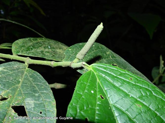 <i>Piper remotinervium</i> Görts, 2005 © S. Sant/Parc Amazonien de Guyane