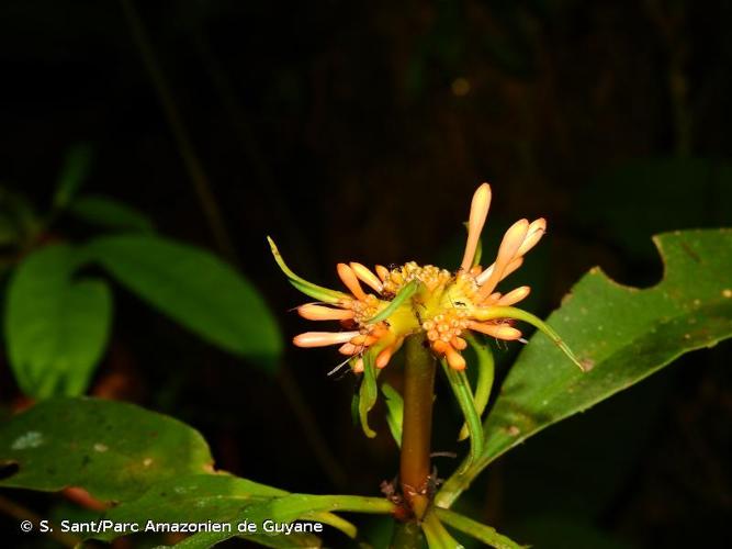 <i>Carapichea ligularis</i> (Rudge) Delprete, 2003 © S. Sant/Parc Amazonien de Guyane