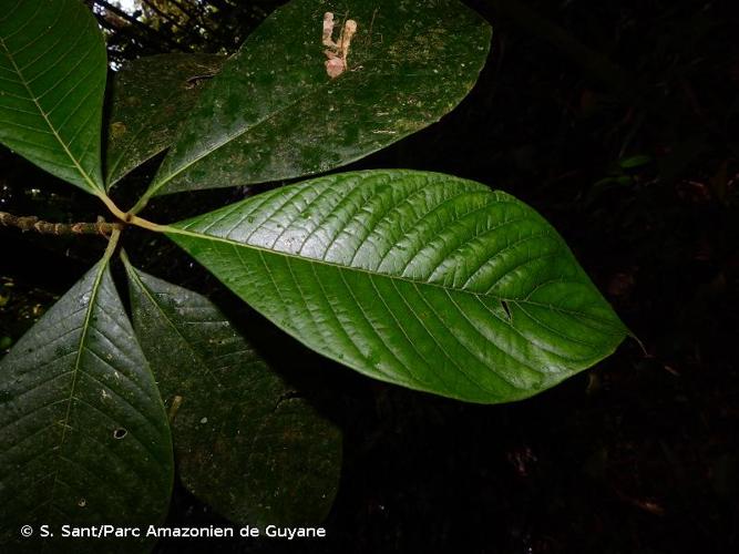 <i>Coussarea spicata</i> Delprete, 2006 © S. Sant/Parc Amazonien de Guyane