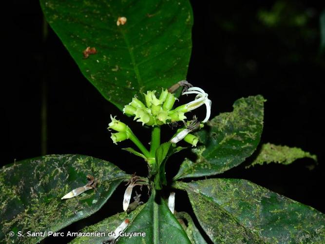 <i>Kutchubaea surinamensis</i> (Bremek.) C.H.Perss., 2005 © S. Sant/ Parc Amazonien de Guyane