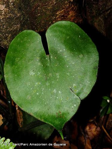 <i>Adiantum krameri</i> B.Zimmer, 2007 © S. Sant/Parc Amazonien de Guyane