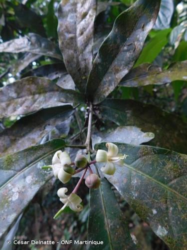 <i>Capparidastrum frondosum</i> (Jacq.) Cornejo & Iltis, 2008 © César Delnatte - ONF Martinique