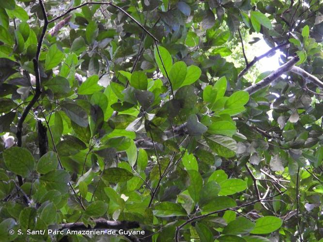 <i>Caryodendron amazonicum</i> Ducke, 1943 © S. Sant/ Parc Amazonien de Guyane