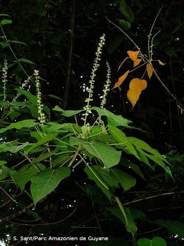 <i>Croton draconoides</i> Müll.Arg., 1865 © S. Sant/Parc Amazonien de Guyane