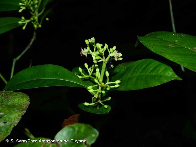 <i>Tovomita obovata</i> Engl., 1858 © S. Sant/Parc Amazonien de Guyane