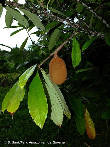 <i>Theobroma grandiflorum</i> (Willd. ex Spreng.) K.Schum., 1886 © S. Sant/Parc Amazonien de Guyane