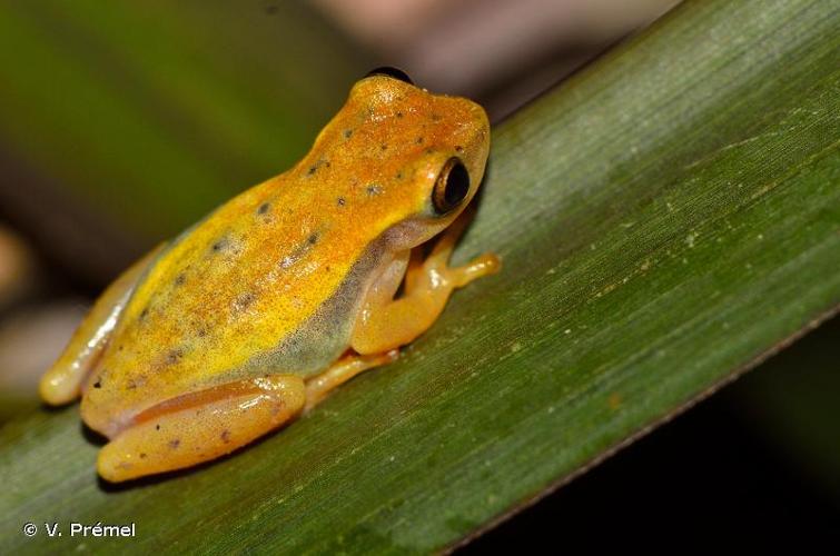 <i>Dendropsophus walfordi</i> (Bokermann, 1962) © V. Prémel