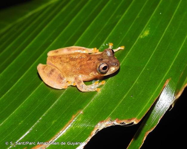 <i>Dendropsophus leali</i> (Bokermann, 1964) © S. Sant/Parc Amazonien de Guyane