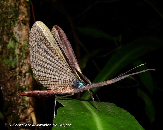 <i>Metriophasma baculus</i> (De Geer, 1773) © S. Sant/Parc Amazonien de Guyane